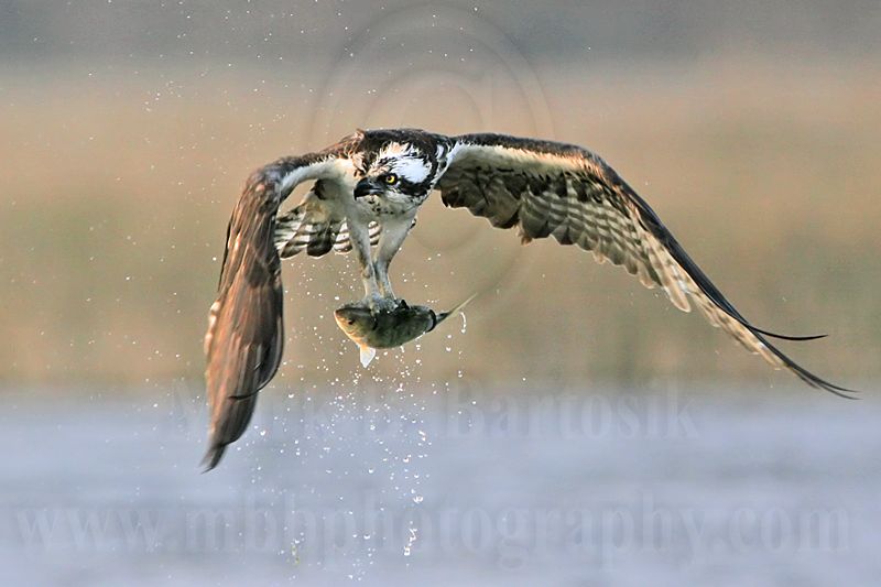_MG_8944 Osprey.jpg