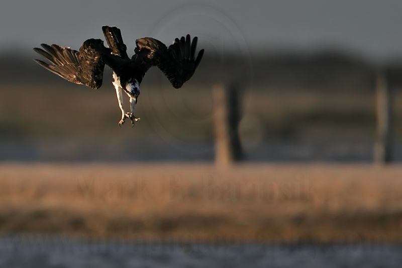 _MG_9154 Osprey.jpg