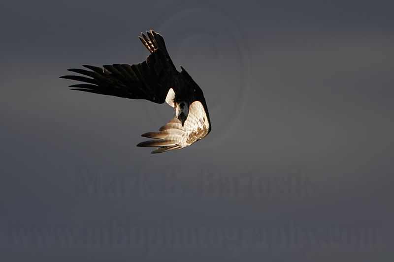 _MG_9176 Osprey.jpg