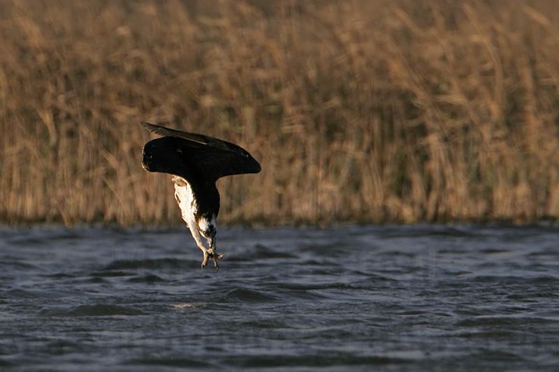 _MG_9191 Osprey.jpg
