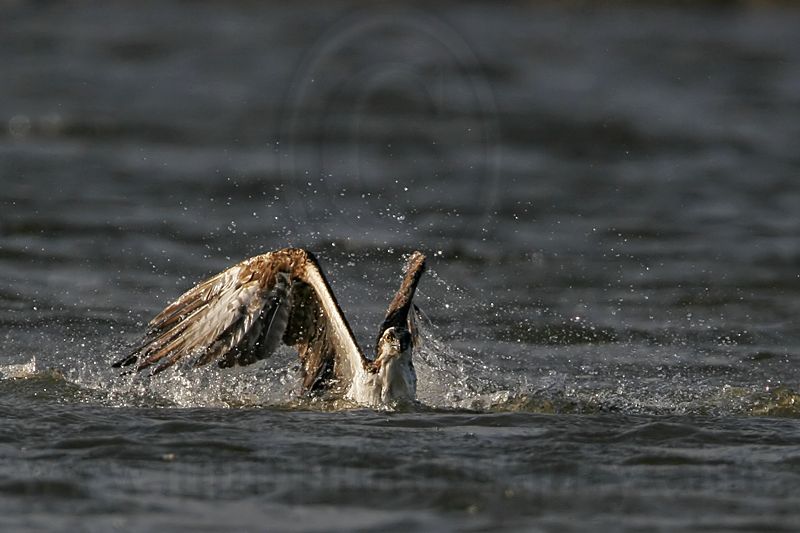 _MG_9215 Osprey.jpg
