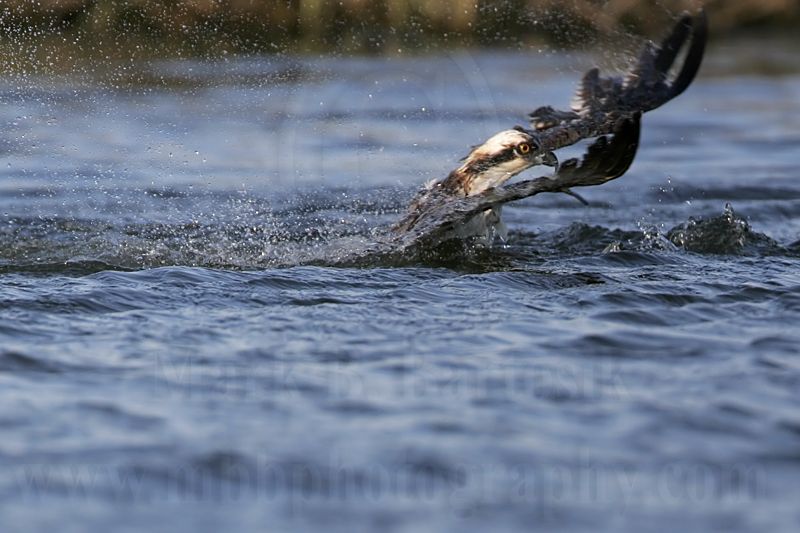 _MG_9306 Osprey.jpg