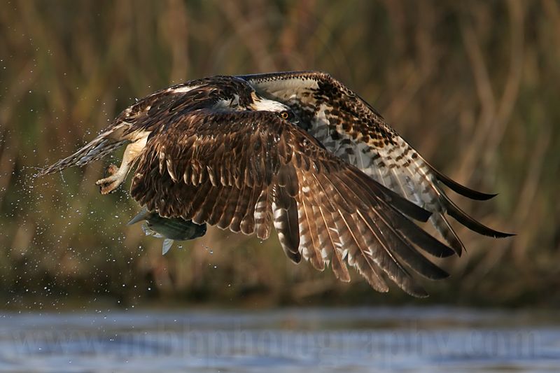 _MG_9312 Osprey.jpg