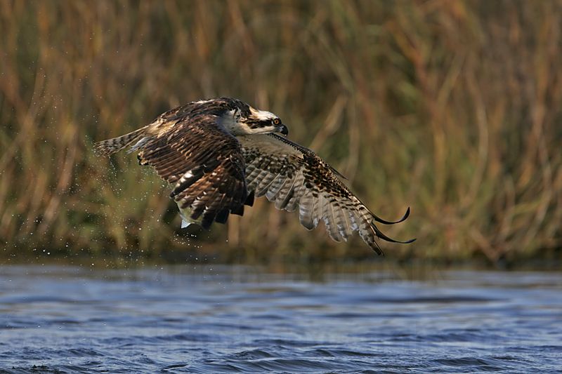 _MG_9315 Osprey.jpg