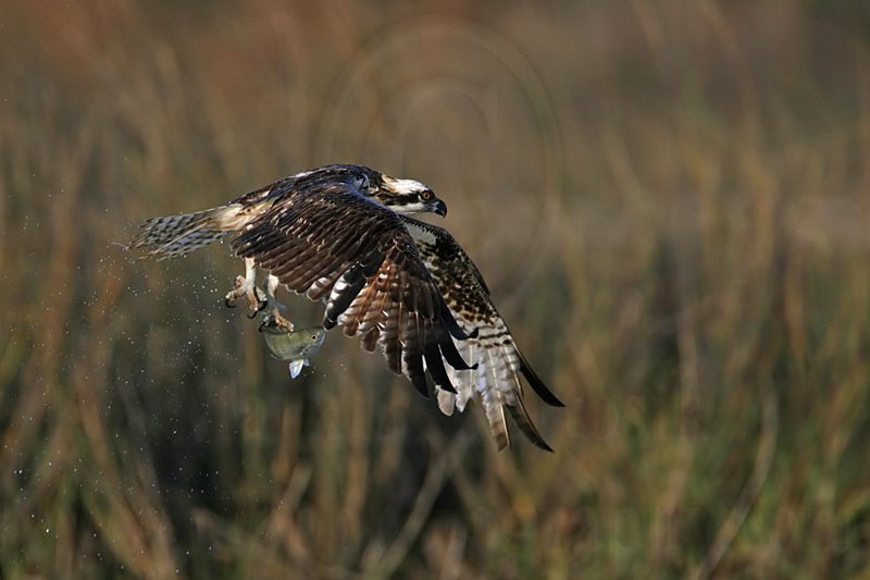 _MG_9318 Osprey.jpg