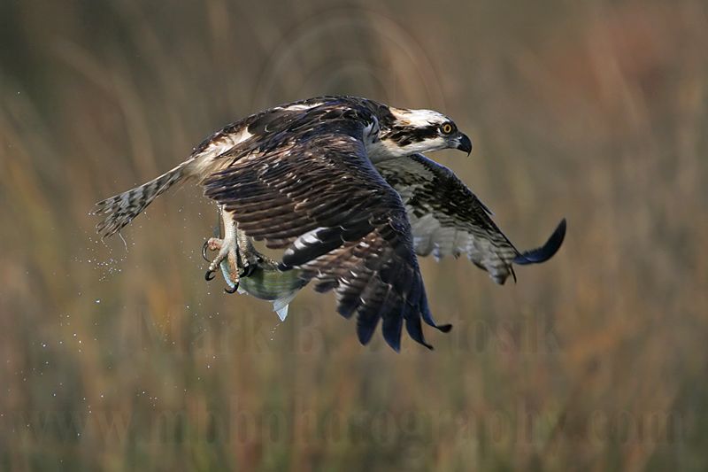 _MG_9320 Osprey.jpg