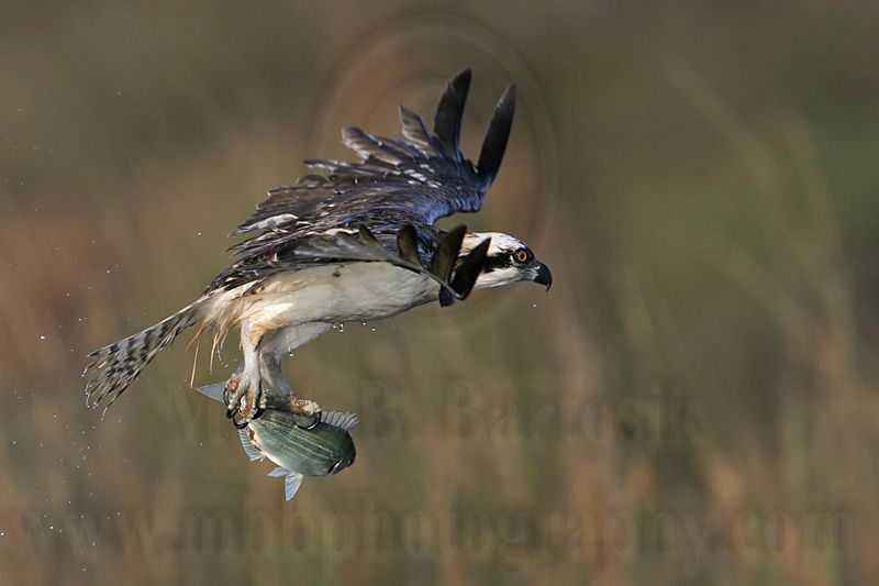 _MG_9321 Osprey.jpg