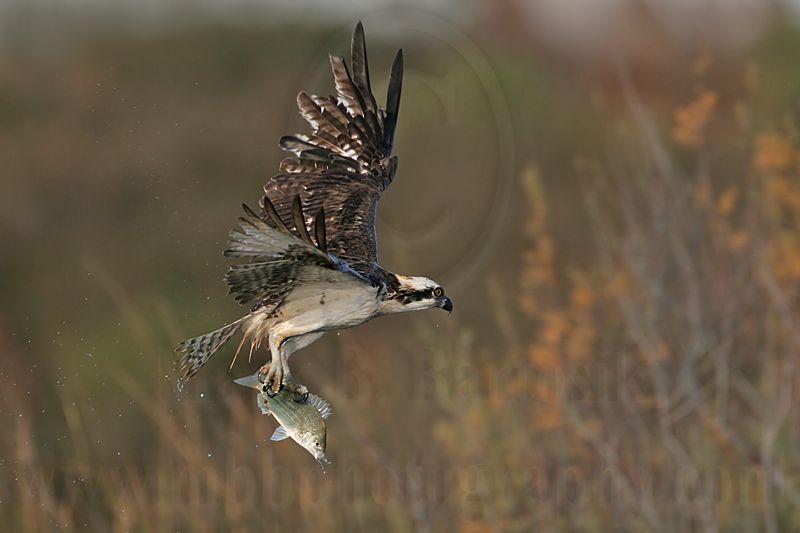 _MG_9322 Osprey.jpg