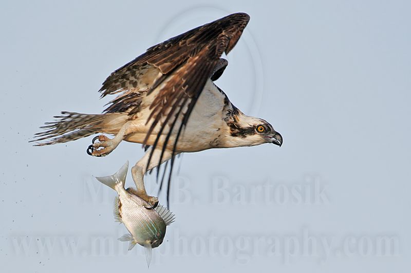 _MG_9336 Osprey.jpg
