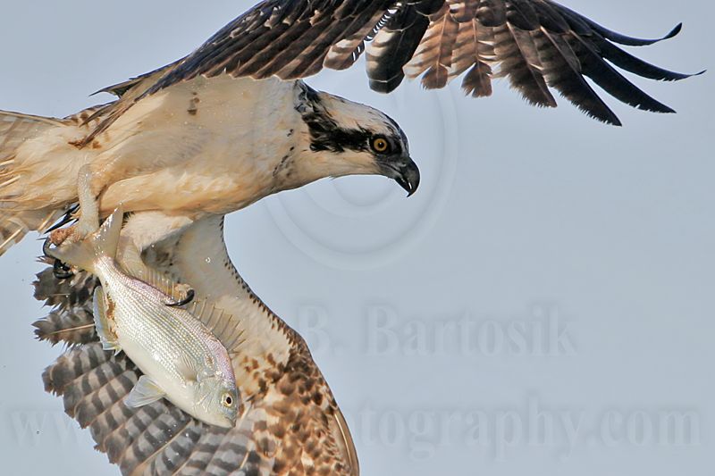 _MG_9338crop Osprey.jpg