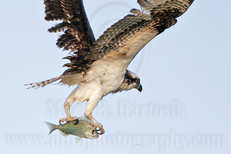 _MG_9340 Osprey.jpg