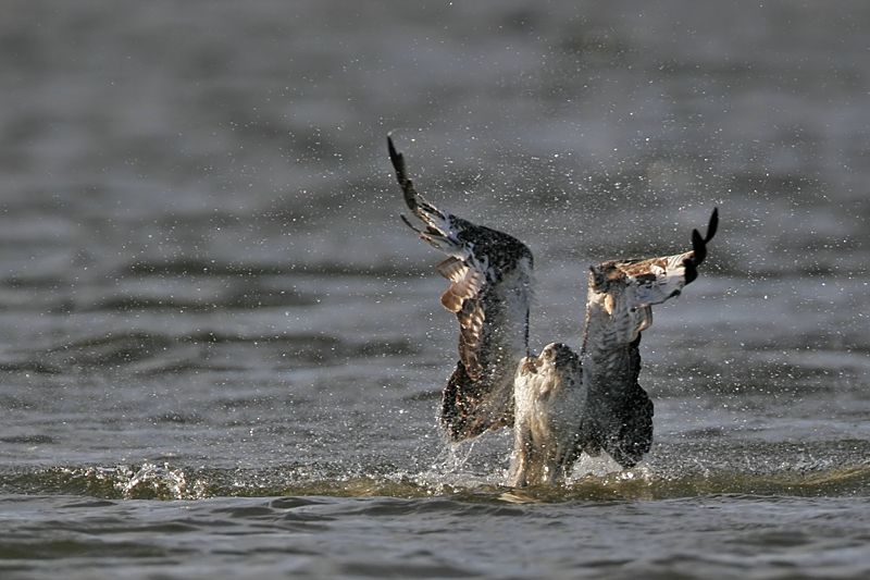 _MG_9454 Osprey.jpg