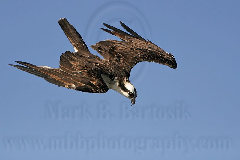 _MG_9682 Osprey.jpg