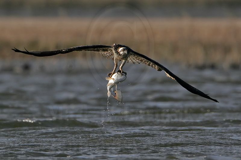 _MG_9720 Osprey.jpg