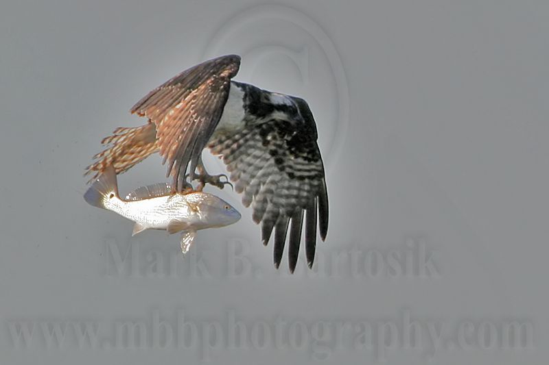 _MG_9726 Osprey.jpg