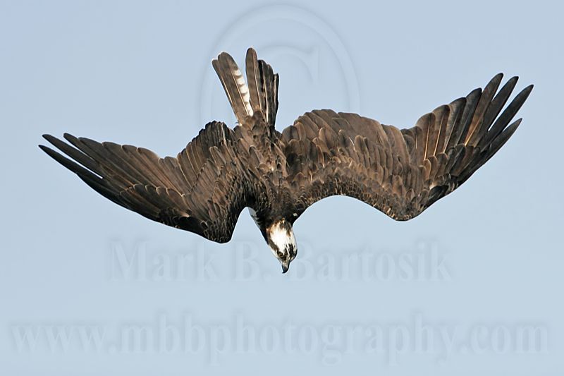 _MG_4063 Osprey.jpg