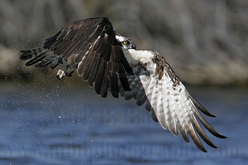 _MG_4072 Osprey.jpg