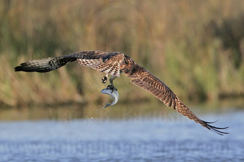 _MG_0025 Osprey.jpg
