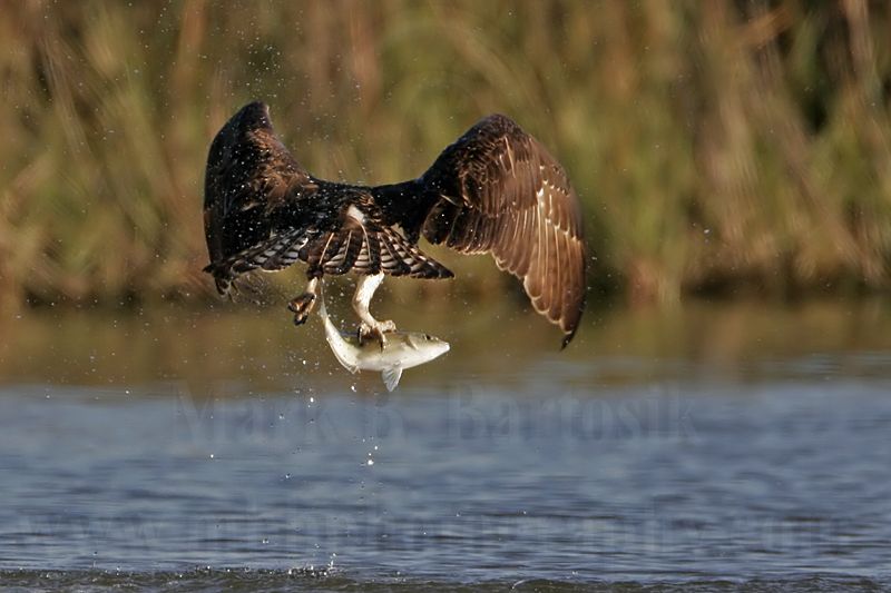 _MG_0052 Osprey.jpg
