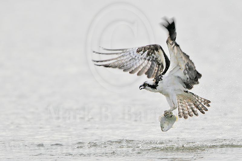 _MG_5911 Osprey.jpg