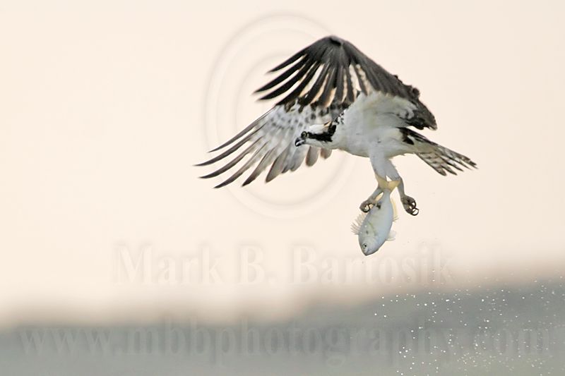 _MG_5918 Osprey.jpg