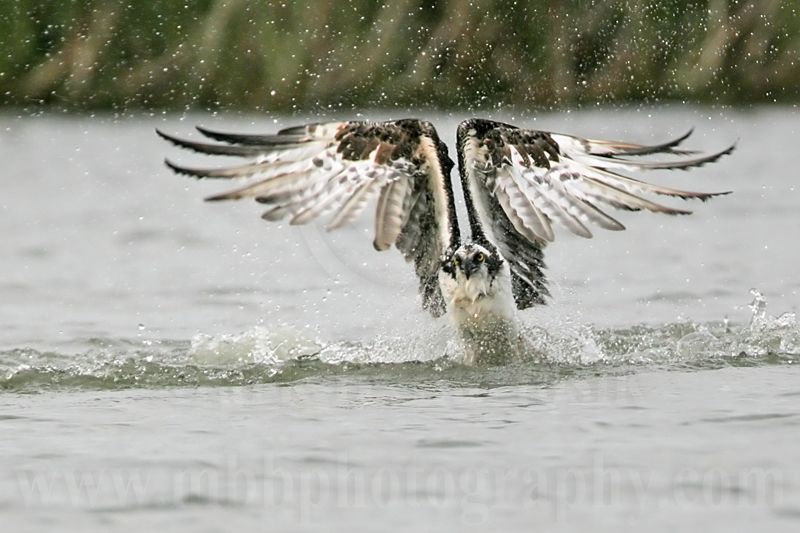 _MG_6035 Osprey.jpg