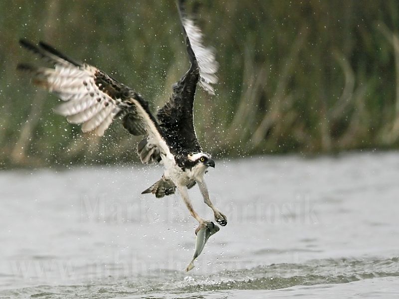 _MG_6038 Osprey.jpg