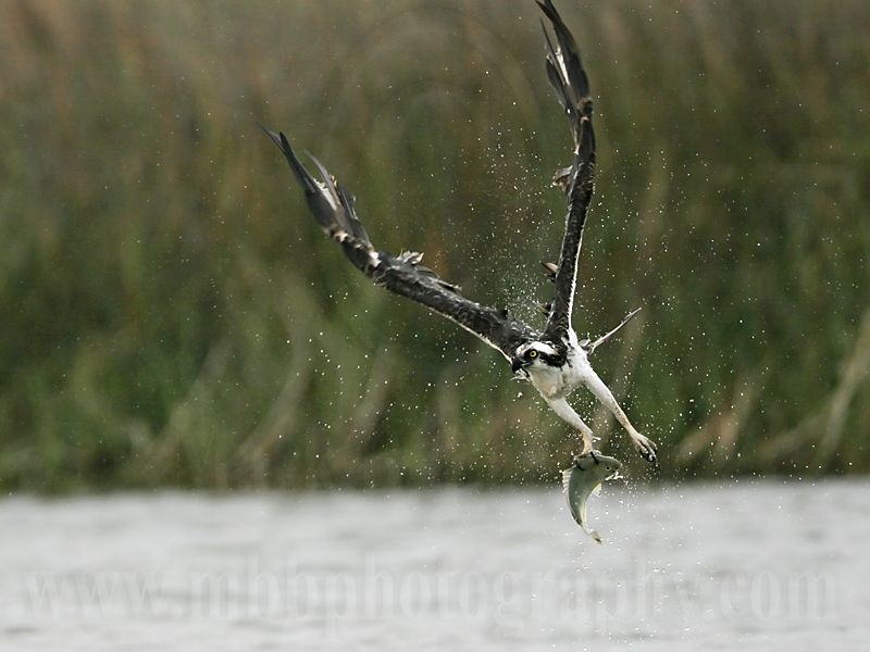 _MG_6040 Osprey.jpg