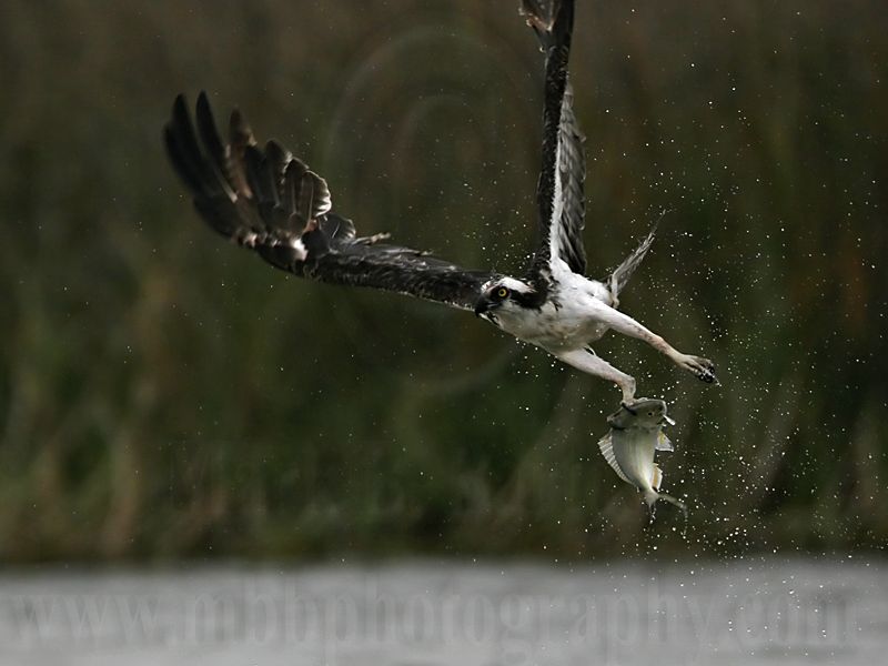 _MG_6041 Osprey.jpg