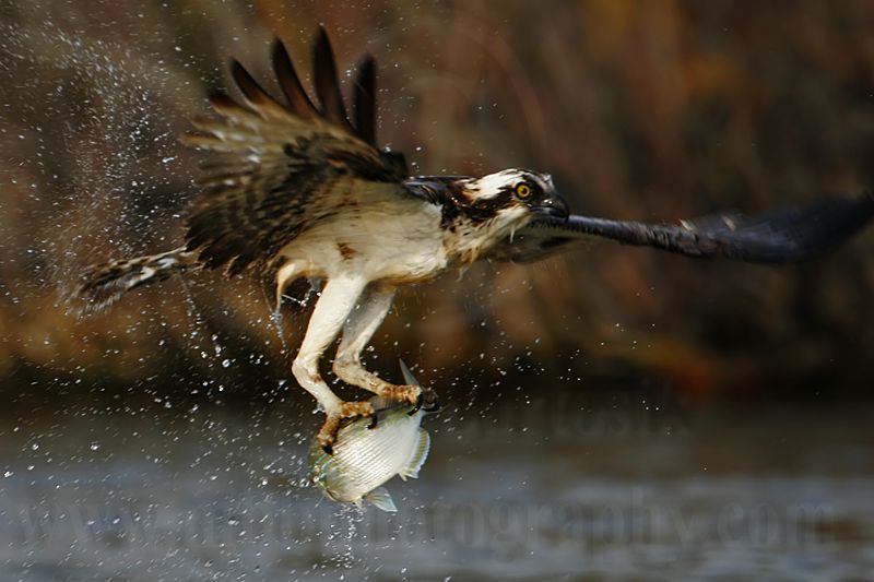 _MG_6363 Osprey.jpg