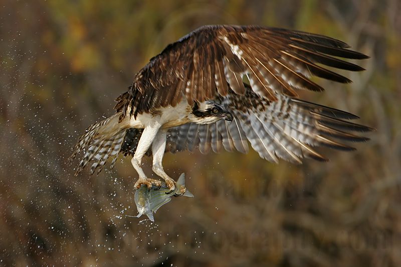 _MG_6364 Osprey.jpg