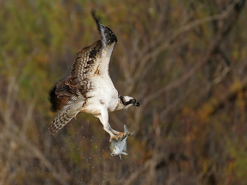 _MG_6367 Osprey.jpg