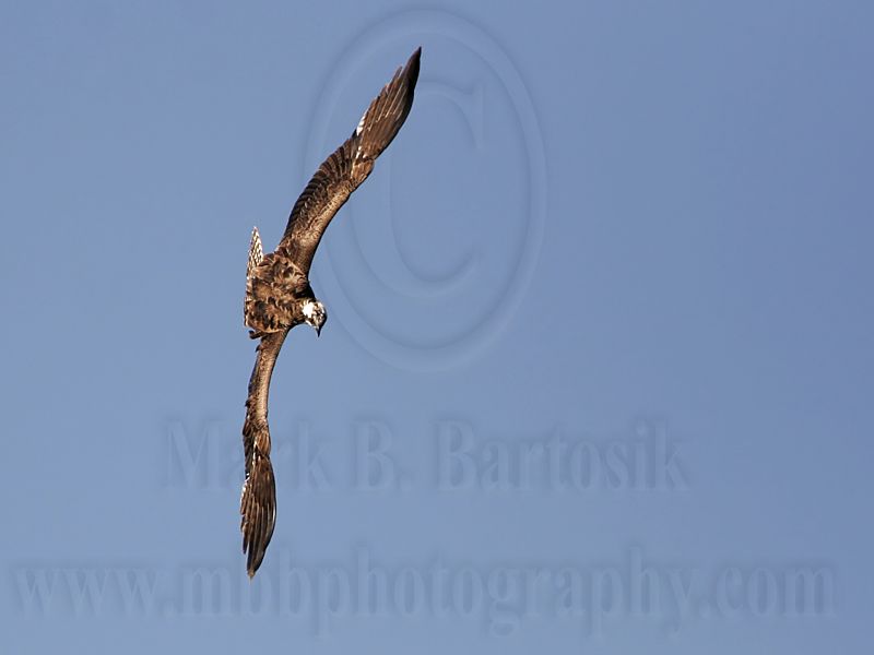_MG_7710 Osprey.jpg
