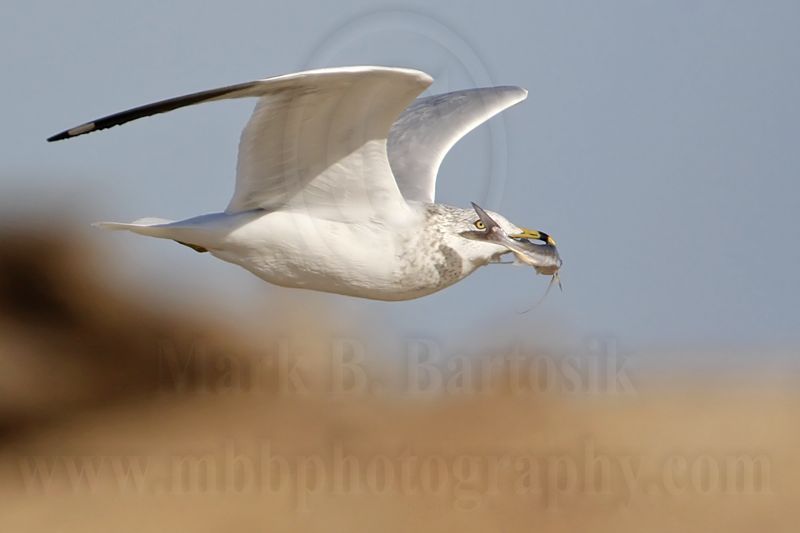 _MG_0012 Ring-billed Gull.jpg