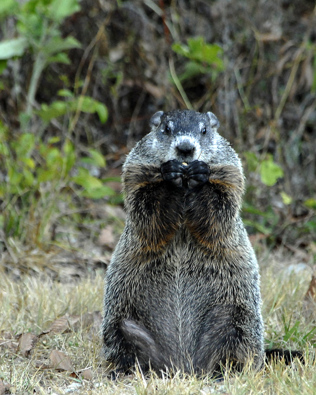 Groundhog