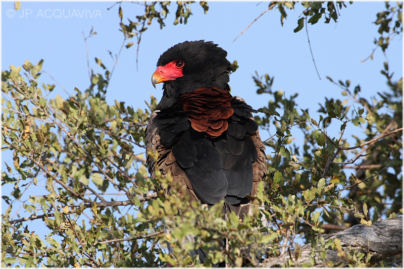 aigle bateleur - bateleur eagle 3