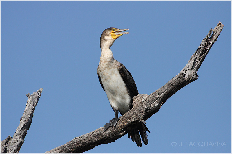 cormoran a poitrine blanche -  white breasted cormorant