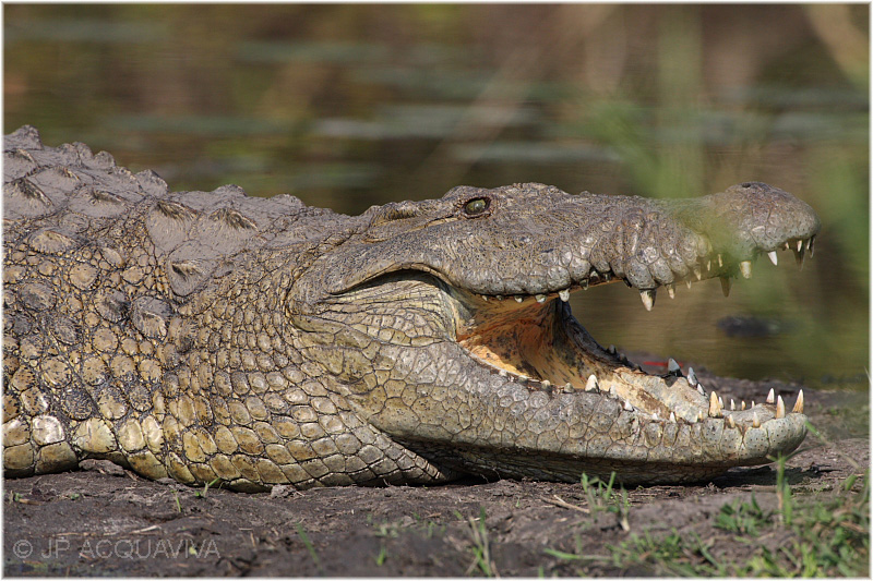 crocodile du Nil 2.jpg