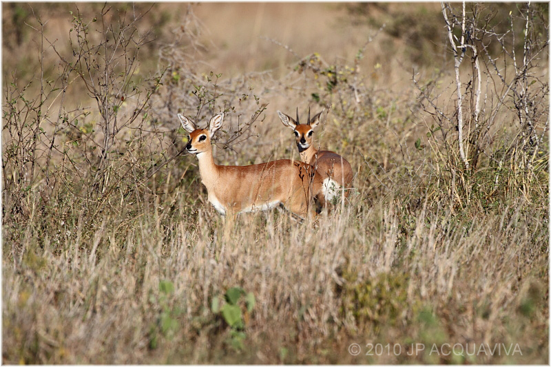 Couple de raphicres - Steenboks.JPG