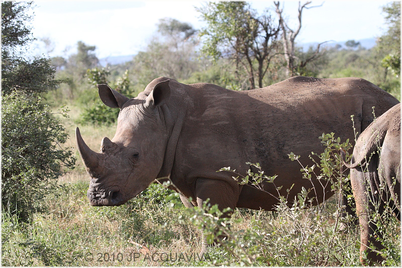 Rhinoceros blanc - white rhino 2.JPG