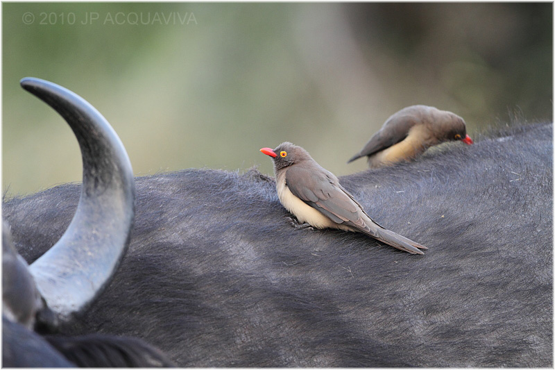 Pique-boeuf - Red billed oxpecker.JPG