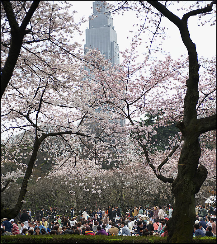 Shinjuku Gyoen April 2009