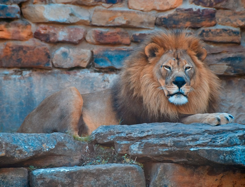 King of the jungle