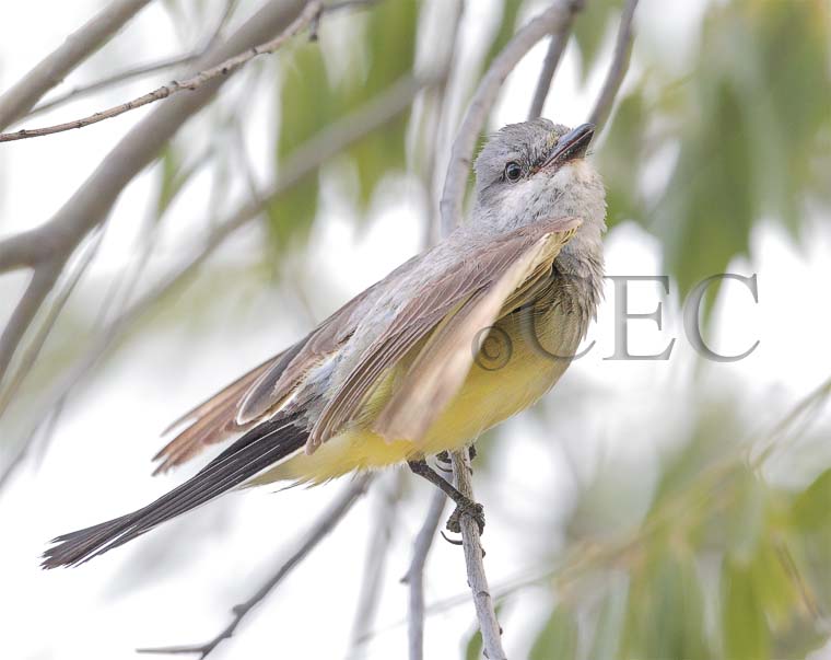 Western Kingbird  _Z0534651005 copy.jpg