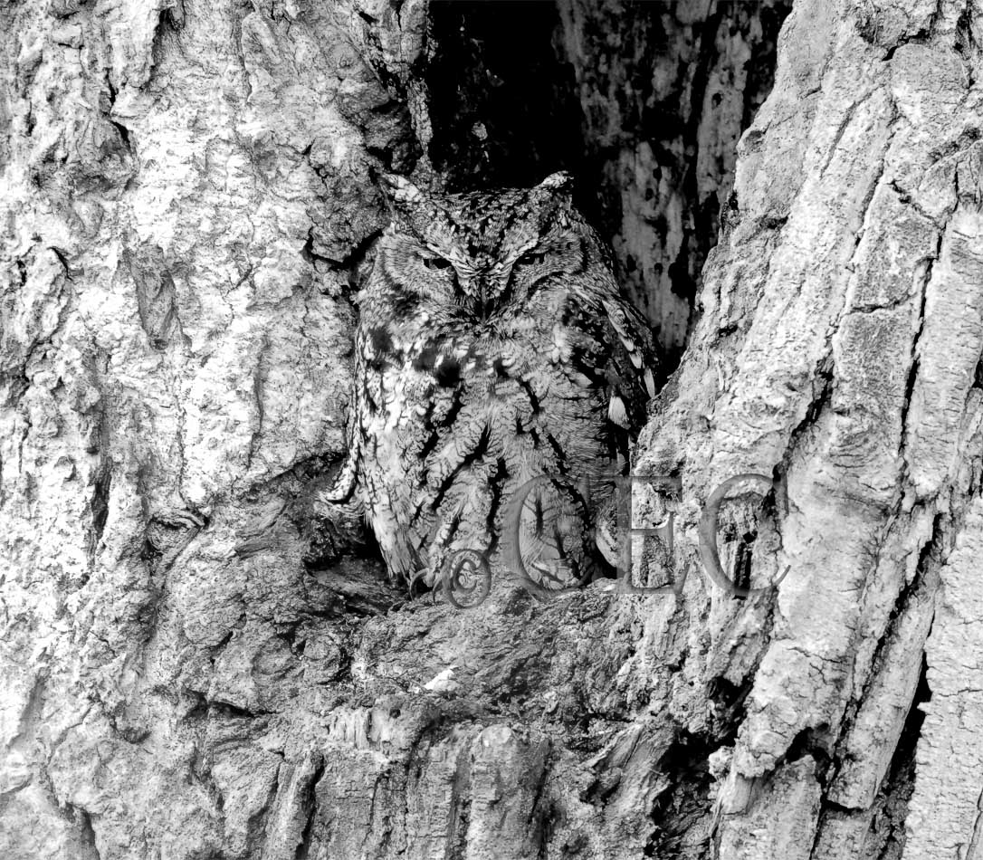 Western Screech Owl, Yakima  4Z0434081004 b&w.jpg