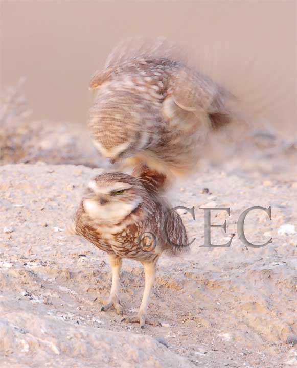 Burrowing Owls, copulating 4Z0484931004x copy.jpg