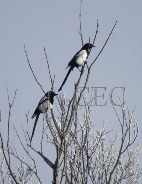 Black-billed Magpies  WT4P79541600 copy.jpg