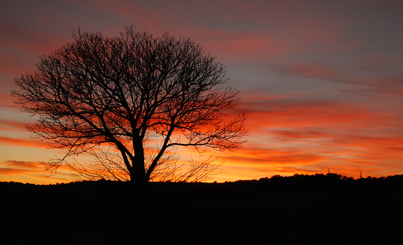 Tree on fire sky