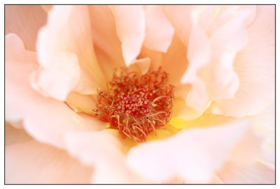o4/20/858120/1/99462701.FIORgDbK.flowersmall.jpg