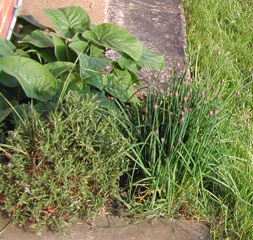Herbs